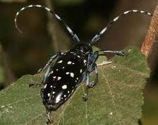 Prato, allarme tarlo asiatico: due focolai nel territorio pratese 