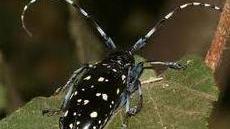 Prato, allarme tarlo asiatico: due focolai nel territorio pratese