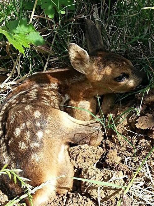 La storia a lieto fine di Bambi nato tra le vigne dell’Ornellaia 