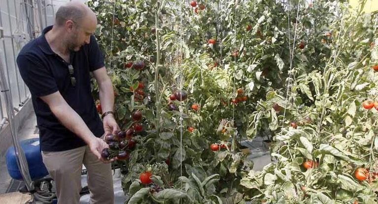 In vendita finti pomodori neri «Sono privi di anti-ossidanti» 