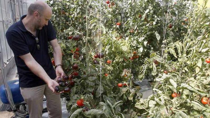 In vendita finti pomodori neri «Sono privi di anti-ossidanti»