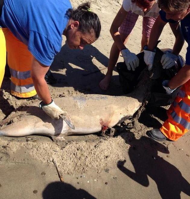 Un delfino spiaggiato, incerte le cause di morte