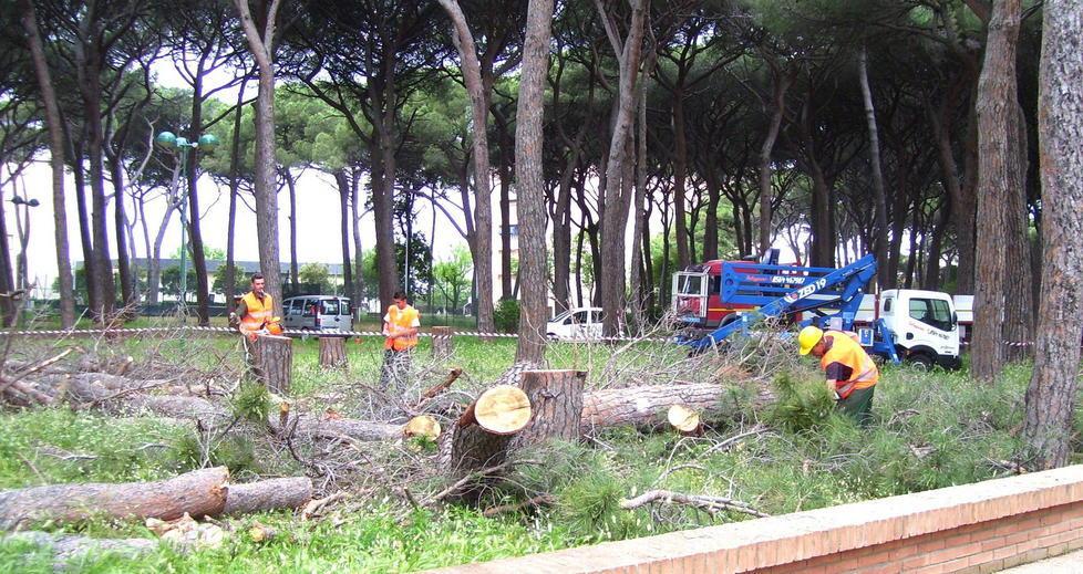 Piante pericolose, interventi in pineta 