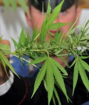 Ai domiciliari coltiva la marijuana arrestato dall’Arma