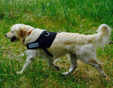 Ricerca persone disperse, esami per sette cani super 