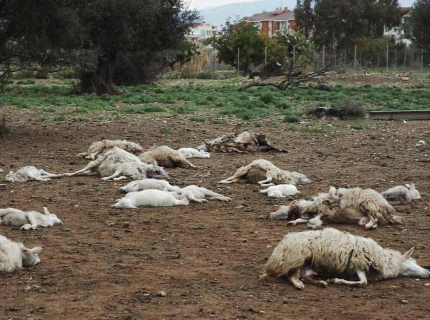Randagi all’attacco degli ovili 