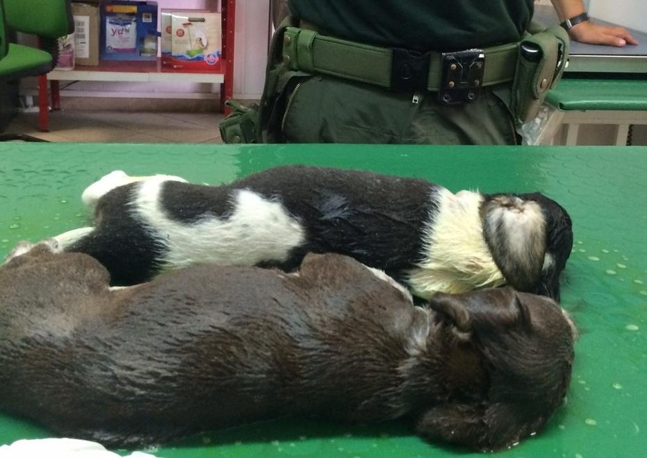 Olbia, buttati dall’auto in corsa: triste fine per due cuccioli 