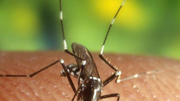 Invasione di zanzare Partono gli interventi