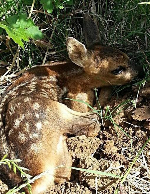 Piccolo Bambi nasce nella tenuta dell’Ornellaia