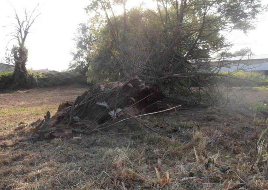 «Alberi da controllare alla Prada» 