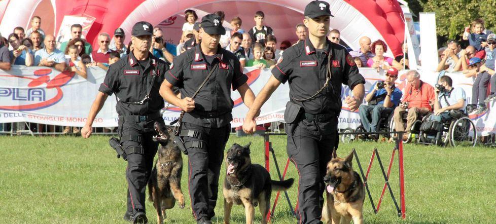 Le squadre cinofile dei carabinieri danno spettacolo