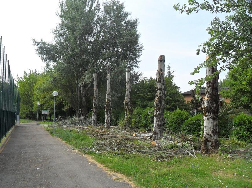 Decine di alberi abbattuti in paese 