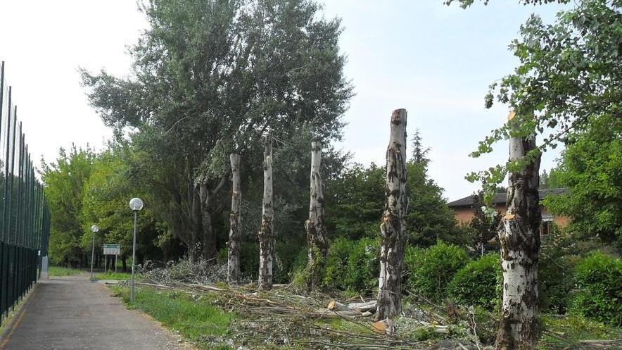 Decine di alberi abbattuti in paese