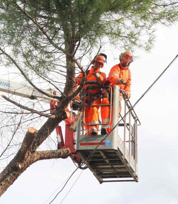 Alberi malati a Prato: c’è il “medico" che li cura 