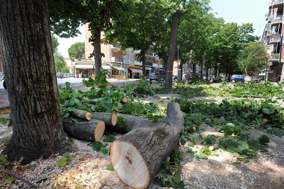 L’esperto: “Per gli alberi il pericolo viene da funghi e insetti” 