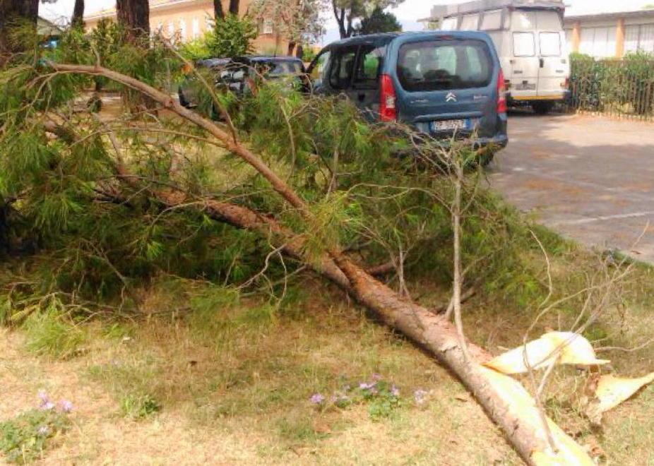 Crolla grosso ramo, colpite due sorelle 