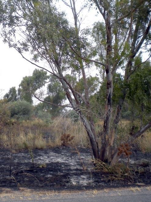 Torregrande, in pericolo la pineta mai curata 