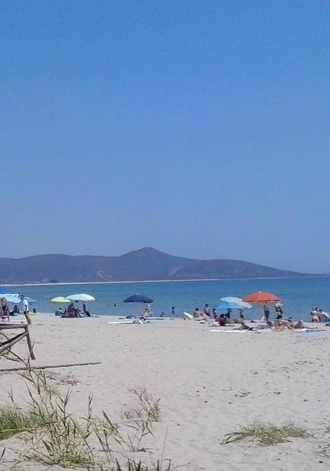 Bagnini avvistano uno squalo Tanta paura, ma falso allarme