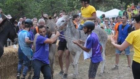 Palio degli asini, sfida fra contrade