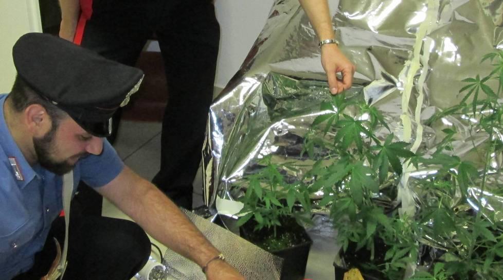 Cocaina e piante di marijuana Un arresto e una denuncia 
