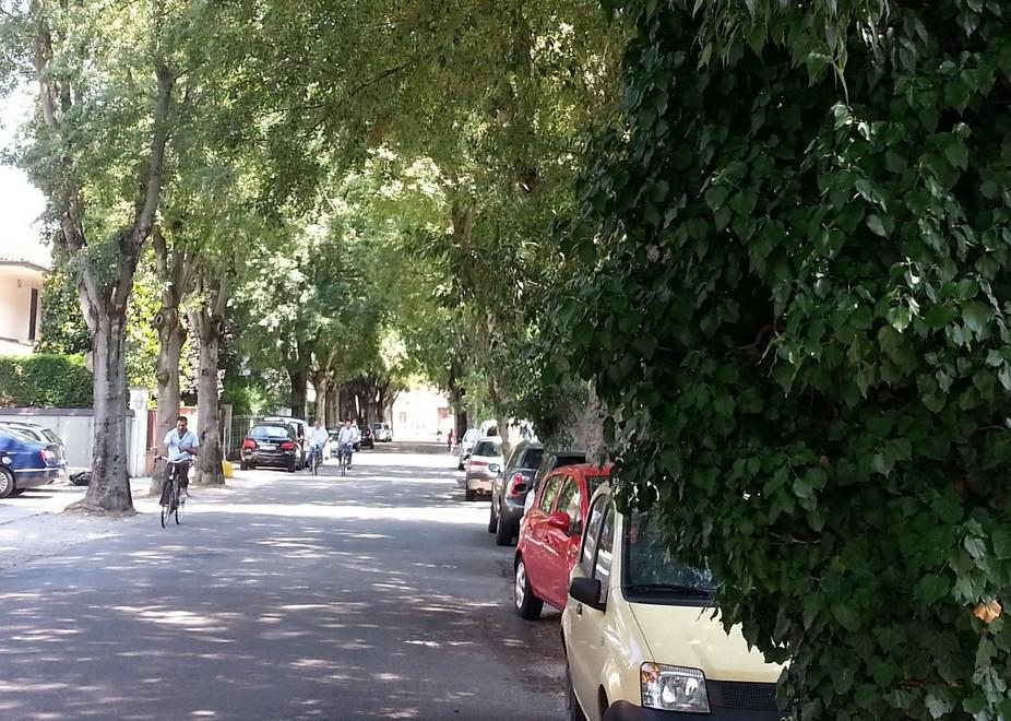 Controlli su 11mila alberi Poi il via a potature e tagli 