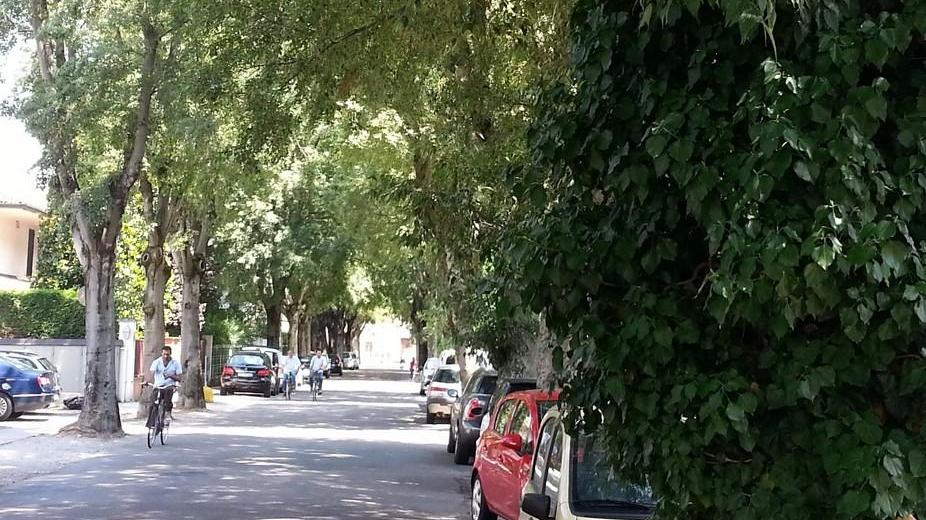 Controlli su 11mila alberi Poi il via a potature e tagli