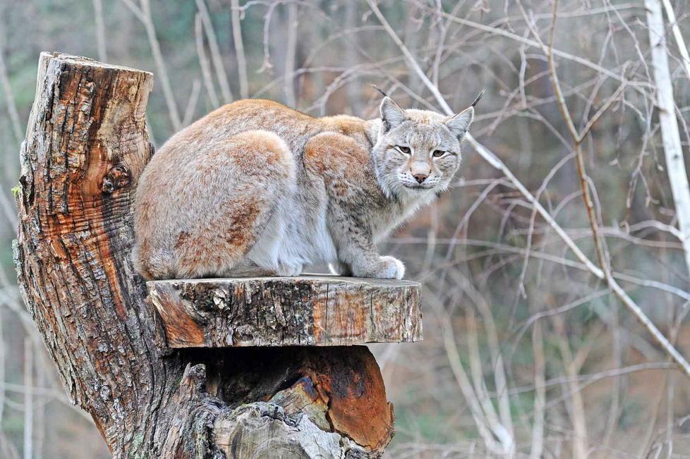 Lo zoo di Pistoia al chiaro di luna 