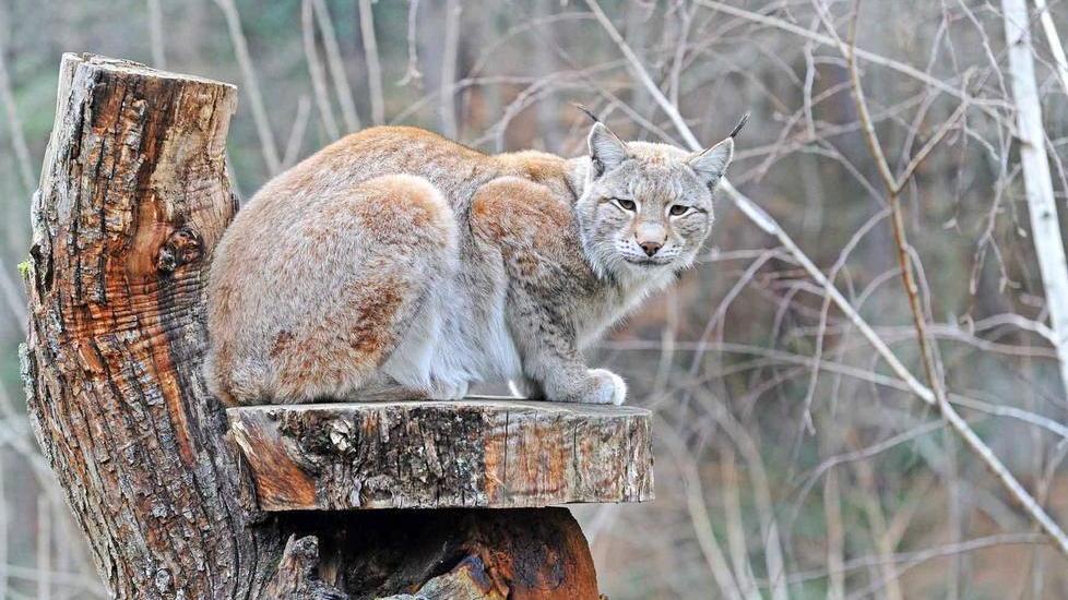 Lo zoo di Pistoia al chiaro di luna