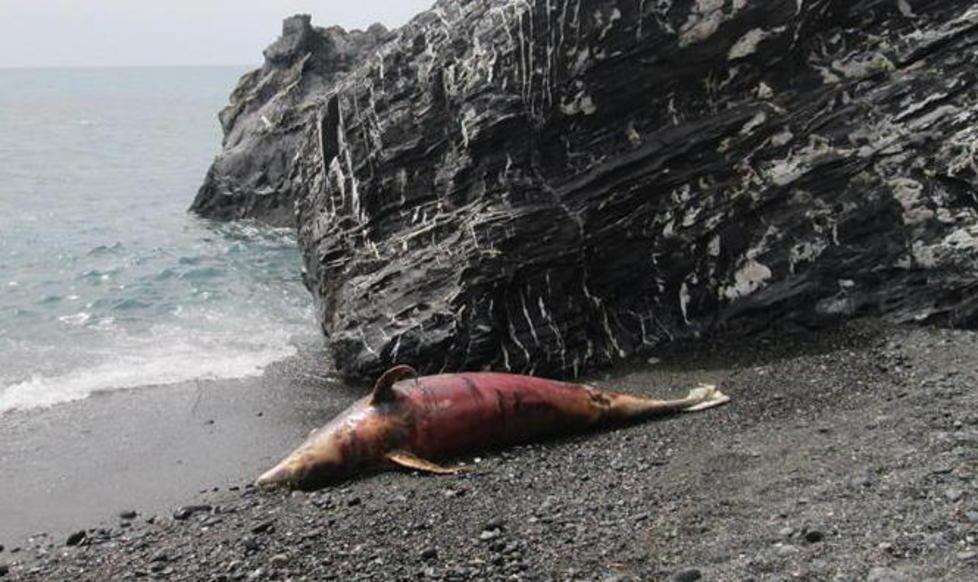 Una stenella trovata morta all'isola d'Elba