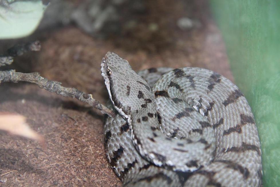 Tornano dalla gita con una vipera nel motore 