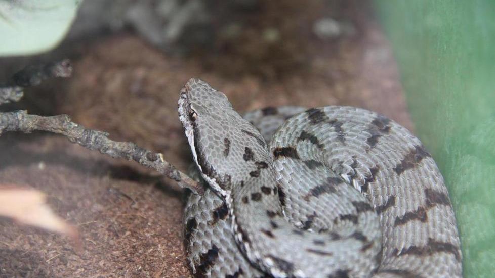 Tornano dalla gita con una vipera nel motore