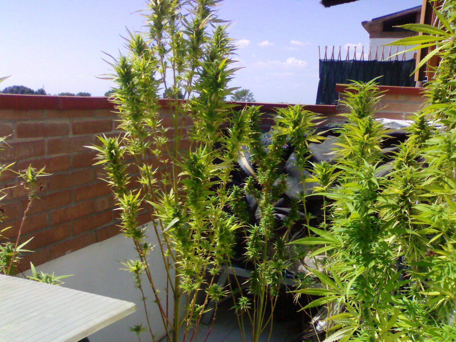 marijuana