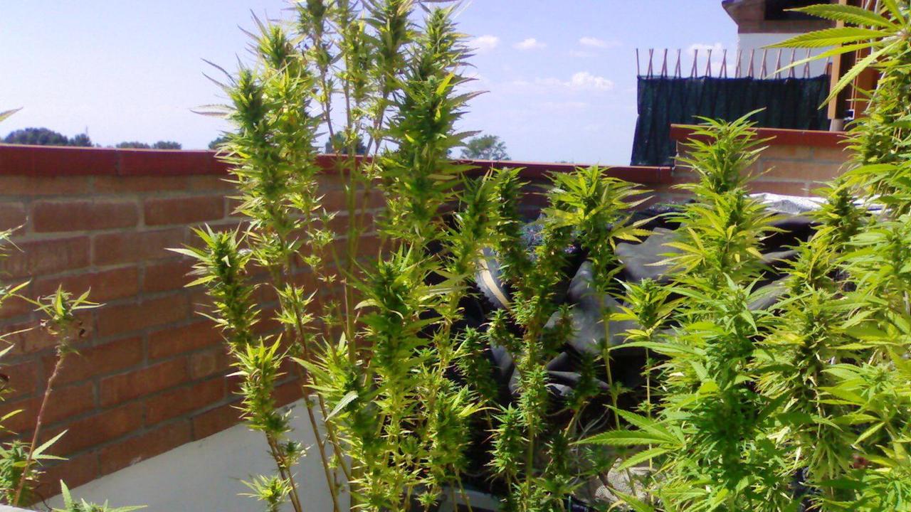 marijuana