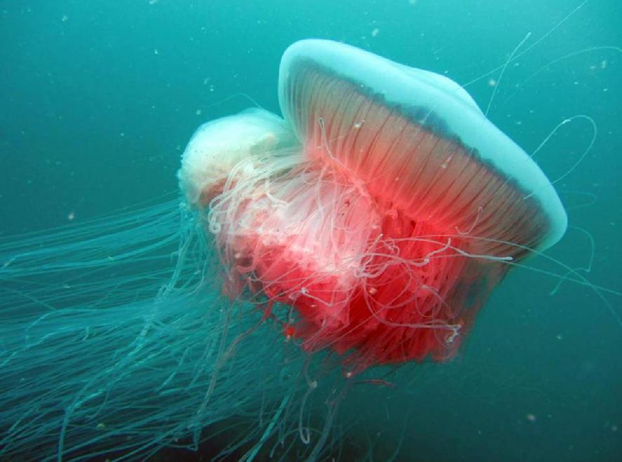 Mediterraneo invaso dalle meduse 