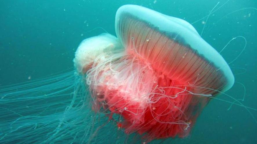 Mediterraneo invaso dalle meduse 