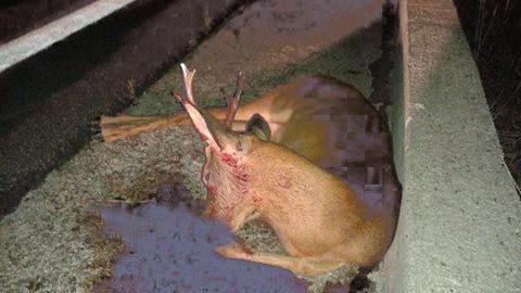 Investe un capriolo e poi cerca di ucciderlo a sassate