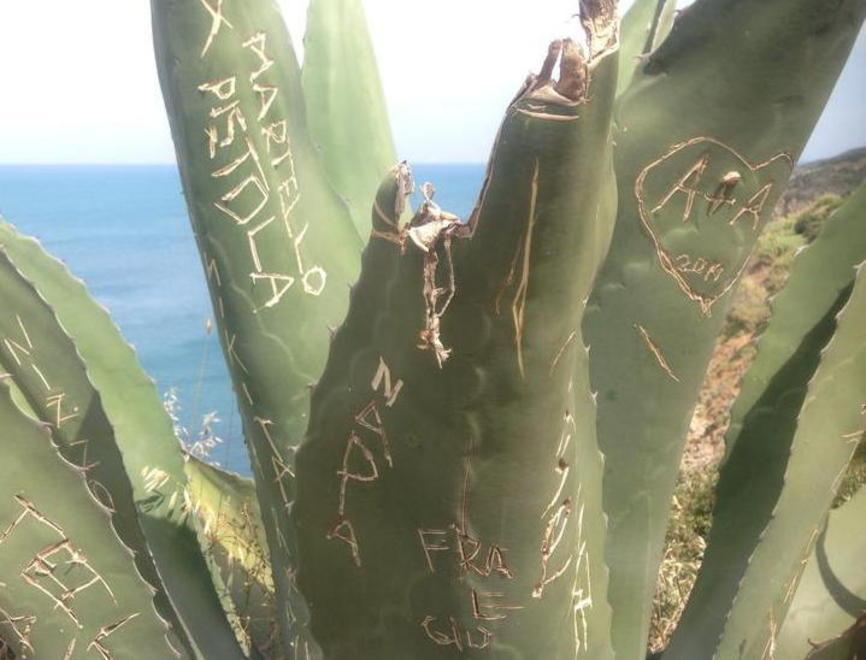 Incidono le piante a punta Falcone per scrivere “ti amo” 