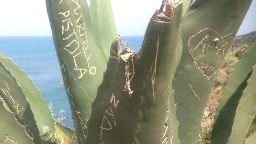 Incidono le piante a punta Falcone per scrivere “ti amo”