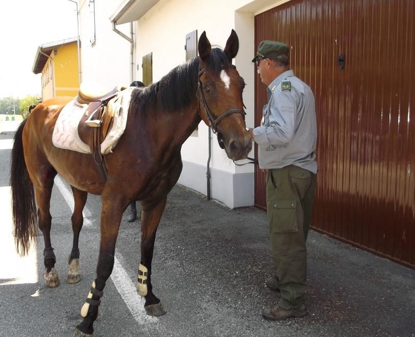 Due cavalli di razza scappano da un maneggio di Correggio, catturati dalle guardie