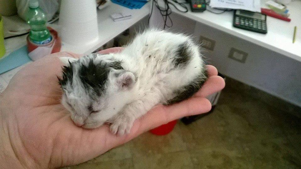 Tre cuccioli di gatto abbandonati nel cassonetto della spazzatura