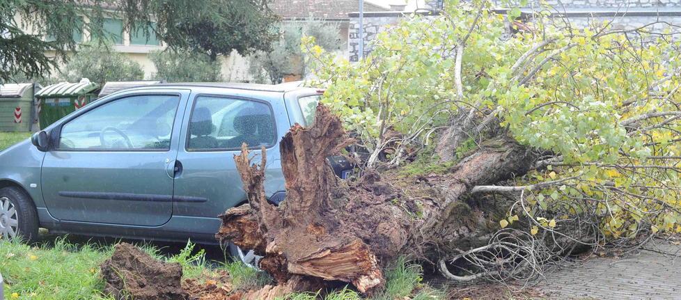 Sessanta alberi pericolanti da abbattere 