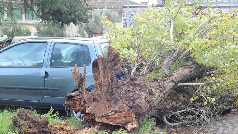 Sessanta alberi pericolanti da abbattere