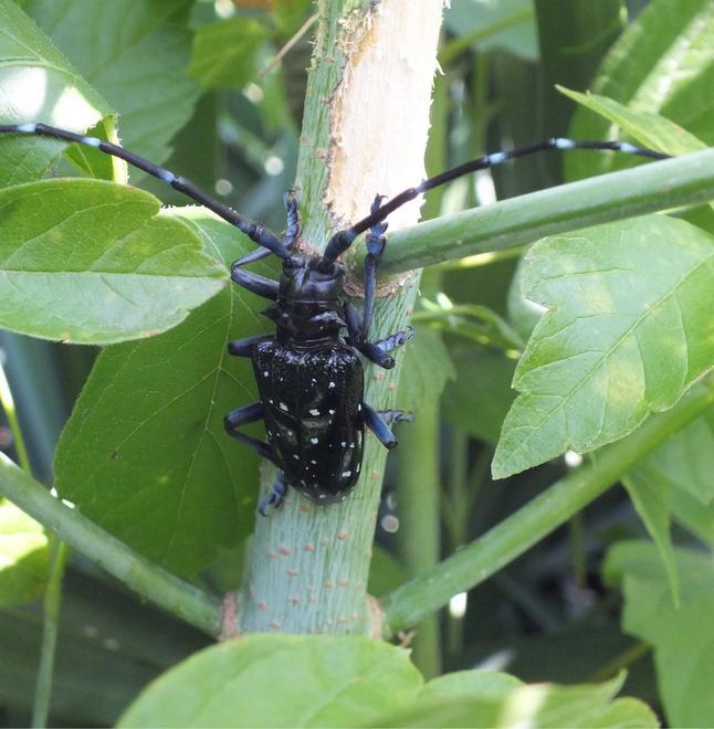 Berselli porta in consiglio comunale il rischio “Anoplophora chinensis”