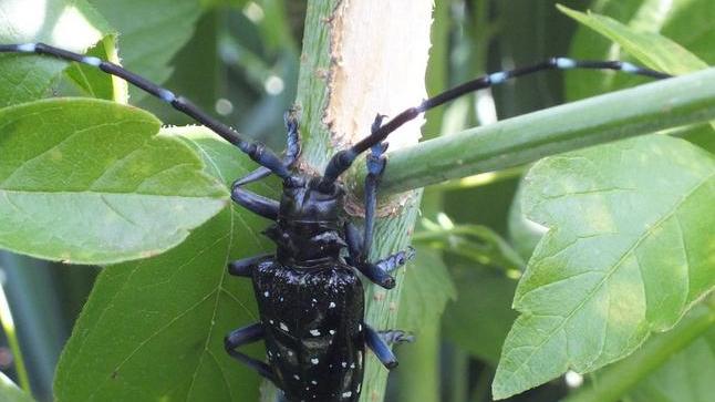 Berselli porta in consiglio comunale il rischio “Anoplophora chinensis”