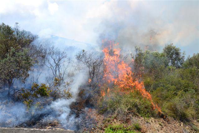 Castiglione, a fuoco 400 metri quadrati di boscaglia 
