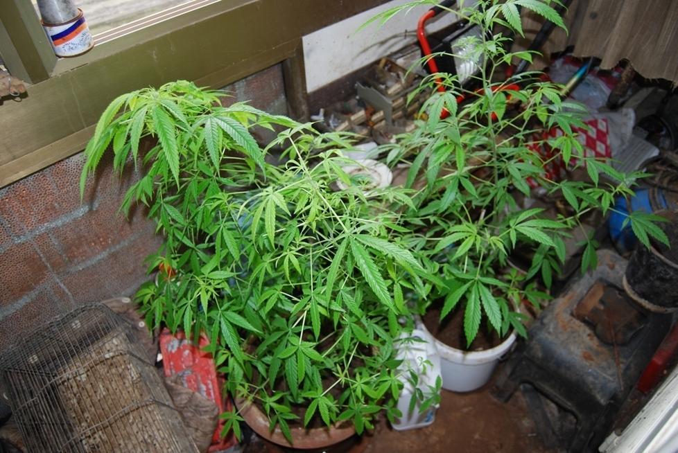 Coltivare marijuana nel terrazzo di casa non è reato, giovane assolto 