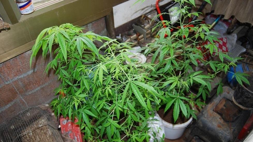Coltivare marijuana nel terrazzo di casa non è reato, giovane assolto 