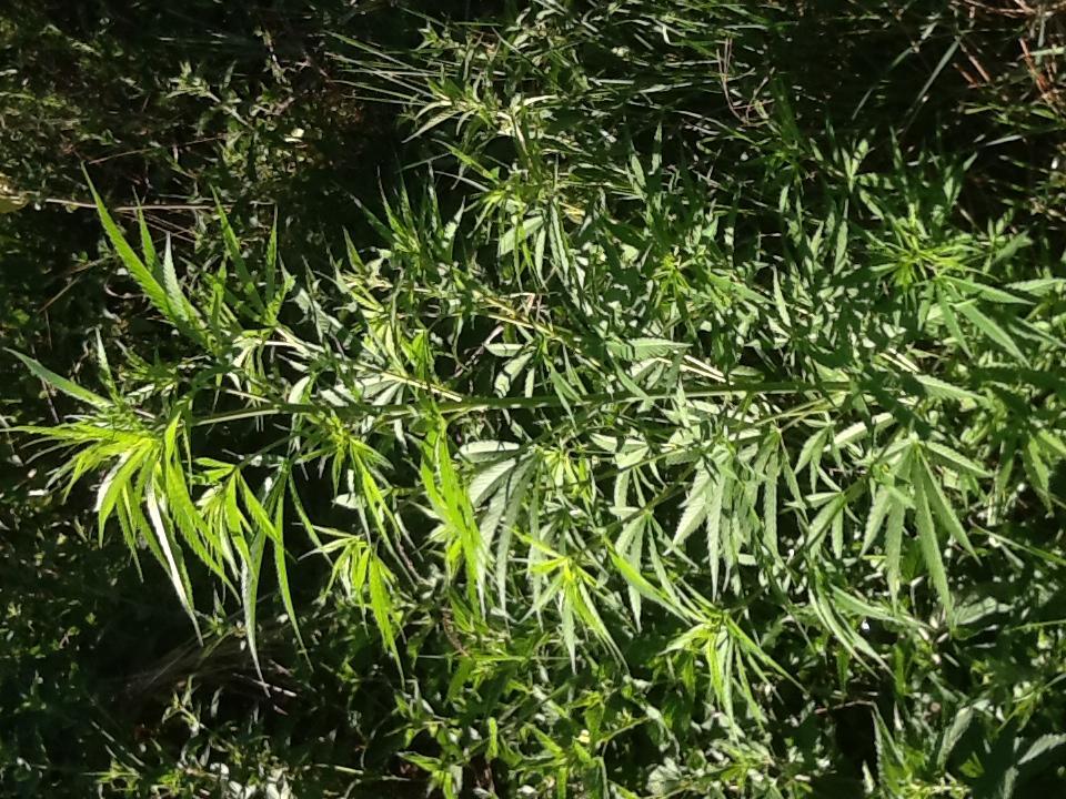 Reggio Emilia, la Municipale sequestra 37 piante di marijuana 