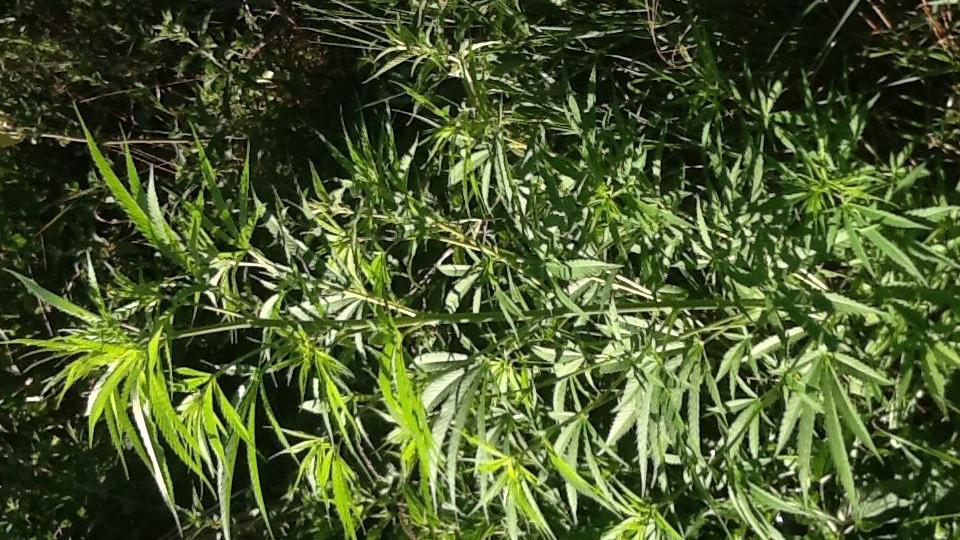 Serre ed essicatori per la marijuana in casa: arrestato a Casalgrande