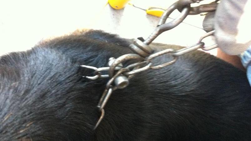Autista salva un cane incatenato